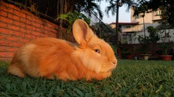 Adorable fluffy orange rabbit resting peacefully on lush green grass during golden hour sunlight in a serene outdoor setting photo