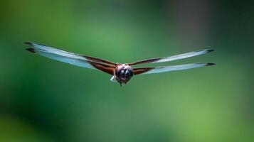 Dragonfly in Mid-Flight Showcasing Delicate Wings Against a Lush Green Background in Nature Photography photo
