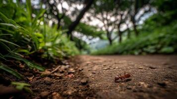 Close-Up of an Ant on a Pathway Surrounded by Greenery in a Natural Habitat Under Soft Morning Light photo