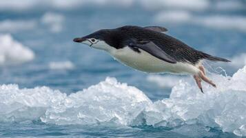 Chinchilla Penguin Leaping from Iceberg in Arctic Ocean Waters Amidst Shimmering Blue Ice and Splashing Waves photo