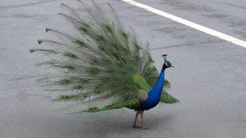 Vibrant Peacock Displaying Colorful Feathers on Urban Road Surrounded by Nature in Beautiful Daylight Setting photo