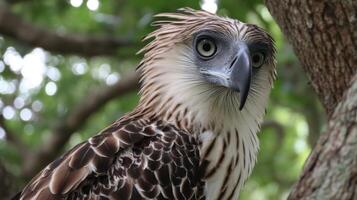 Majestic bird of prey perched on a tree branch showcasing striking feathers and captivating eyes in a lush green background photo
