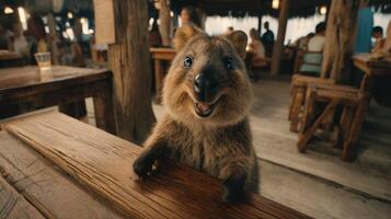 Cute and Friendly Quokka at a Rustic Table in a Cafeteria Setting with Patrons in the Background photo