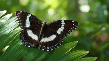 Stunning brown butterfly with white markings perched delicately on a lush green leaf in a tranquil natural setting photo