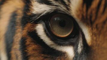 Intimate Close-Up of a Tiger's Eye, Showcasing Striking Patterns and Intricate Details of Nature's Majestic Predator photo