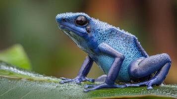 Vibrant Blue Poison Dart Frog on Leaf in Rainforest Setting, Showcasing Unique Skin Texture and Natural Habitat Environment photo