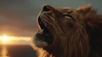 Majestic lion roaring against a dramatic sunset sky, showcasing the beauty and power of wildlife in a natural environment photo