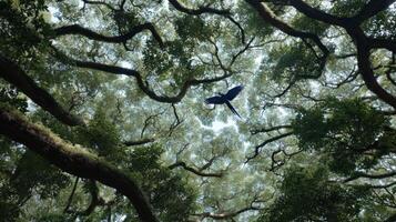 Majestic Blue Bird Flying Above Lush Green Canopy of Trees Under Bright Blue Sky in Enchanting Natural Environment photo