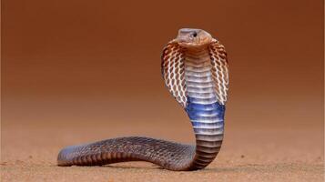 Majestic Cobra Displaying Hood and Unique Color Pattern in Desert Environment under Natural Light photo