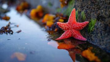 Vibrant Red Starfish on Rocky Shore Surrounded by Colorful Algae and Marine Life in Shallow Tide Pool photo