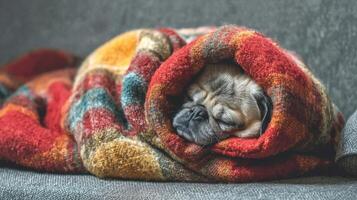 Cozy Pug Dog Wrapped in Colorful Blanket, Sleeping Peacefully on Couch in Modern Living Room Setting photo