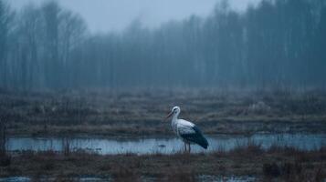 Elegant stork standing alone in misty wetlands under soft gray light with blurred trees in the background photo