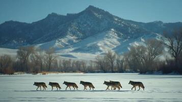Wolves Walking Across Snowy Landscape with Mountains in Background on a Bright Winter Day photo