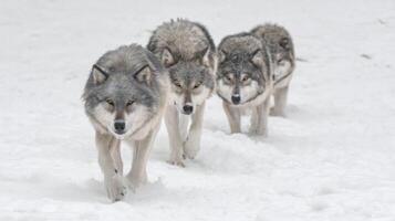 Three Majestic Wolves Walking Through Fresh Snow in a Serene Winter Landscape photo