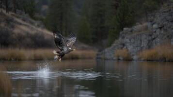 Majestic Bald Eagle in Flight Over Calm Water with Scenic Wilderness Background and Reflections on Serene Lake Surface photo
