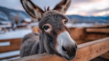 Adorable donkey portrait with expressive eyes in a rustic barn setting at sunset in a snowy landscape photo