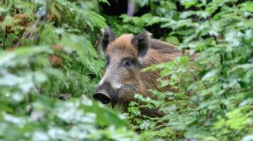 Wild boar peeking through dense green foliage in a lush forest setting, showcasing natural wildlife behavior and habitat photo