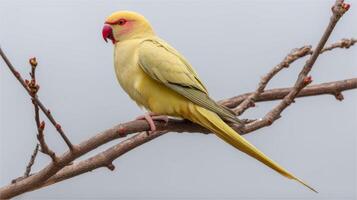 Vibrant Yellow Parrot Sitting Gracefully on a Bare Branch Against a Soft Gray Sky photo