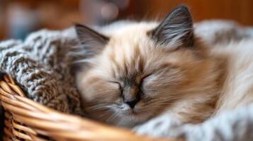 Fluffy cream-colored cat sleeping peacefully in a cozy woven basket with soft blankets and a warm ambient background photo