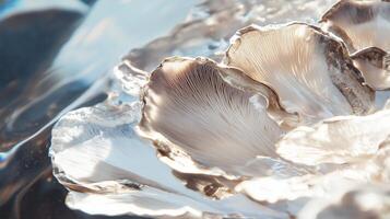 A close up of a flower with water on it photo