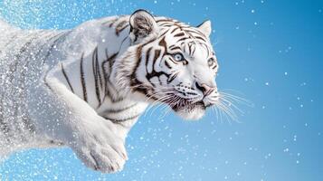 White tiger in the snow photo