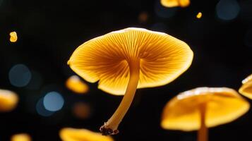 Chanterelle mushrooms seemingly floating in the air photo