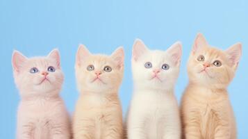 Four kittens looking up at the camera on a blue background photo