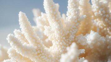 A close up of a white coral photo