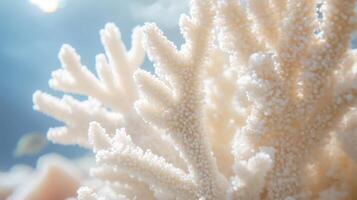 A close up of a coral reef with sunlight photo