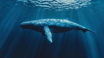 The immense blue whale glides through the ocean depths photo