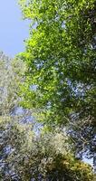 different types of deciduous trees in the park at the end of summer photo
