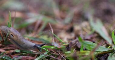 very slow slugs crawling on the grass during the cold snap and searching for shelters for the winter photo