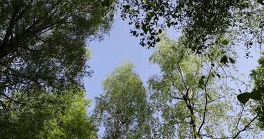 green new foliage of deciduous trees in sunny weather photo