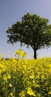 a tree with green foliage and blooming yellow fragrant inflorescences, a monocultural field with rapeseed photo