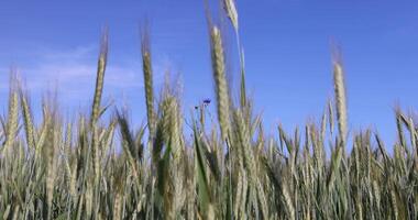 cereals resistant to cold, a field with unripe ears of cereal plants in eastern Europe, a field against a blue sky photo