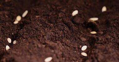 a plot of land mixed with peat in which cucumber seeds are planted photo
