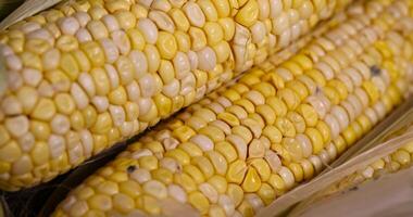 grains covered with mold on a corn cob due to improper storage, spoiled corn cobs with ripe yellow grains, violation of the rules and conditions of food storage photo