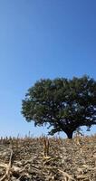 a tall oak with large branches and green foliage in clear sunny weather photo