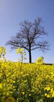 a field where rapeseed oil is grown during spring blooming and a leafless tree photo