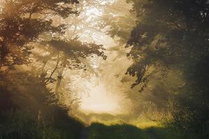 A path through the woods with trees and grass photo