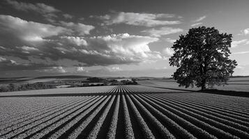 Black and white photograph of a field with trees photo