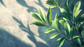 Green leaves casting shadows on a textured wall with sunlight photo