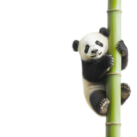 Panda clinging to bamboo on transparent background png