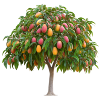 Fresh Mango Tree On Transparent Background png