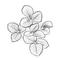 Strawberry leaf cluster top view isolated vector