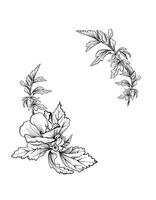 Hibiscus corner floral botanical composition vector