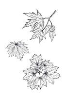Maple tree leaf branch outline coloring page vector