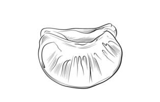 Mandarin segment isolated on white background vector
