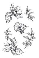 detailed hibiscus floral collection drawing coloring page vector