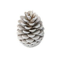 A white pine cone with visible scales, casting a soft shadow, isolated on a transparent background png